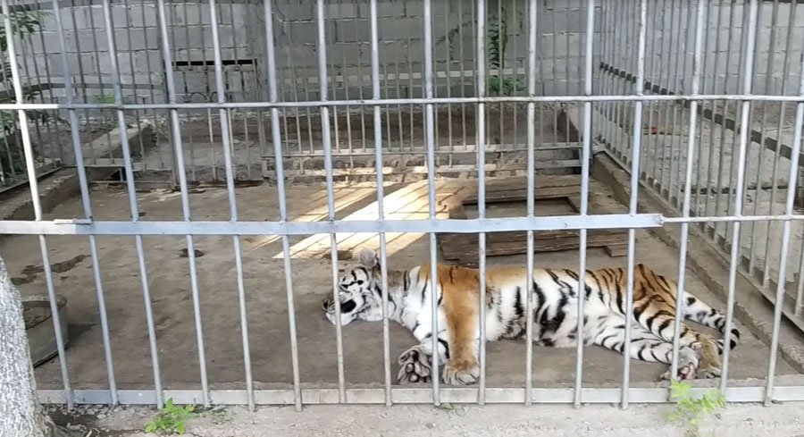 За и против содержания диких животных дома. Зоопарк Худжанд. Содержание диких животных в неволе.