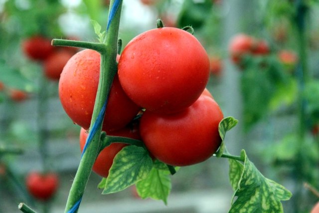 Свежие помидоры инновационном теплице