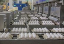 В Б.Гафуровском районе произведено 252 млн. штук яиц