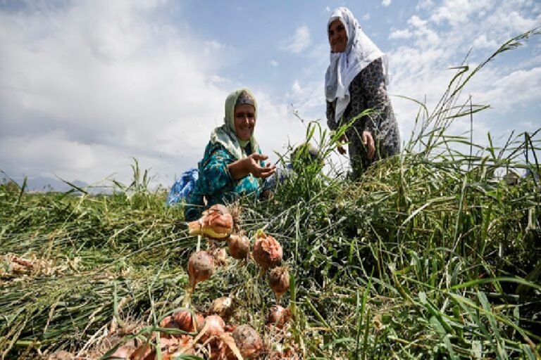 Земля-кормилица: может ли сельское хозяйство Таджикистана стать золотой жилой страны?